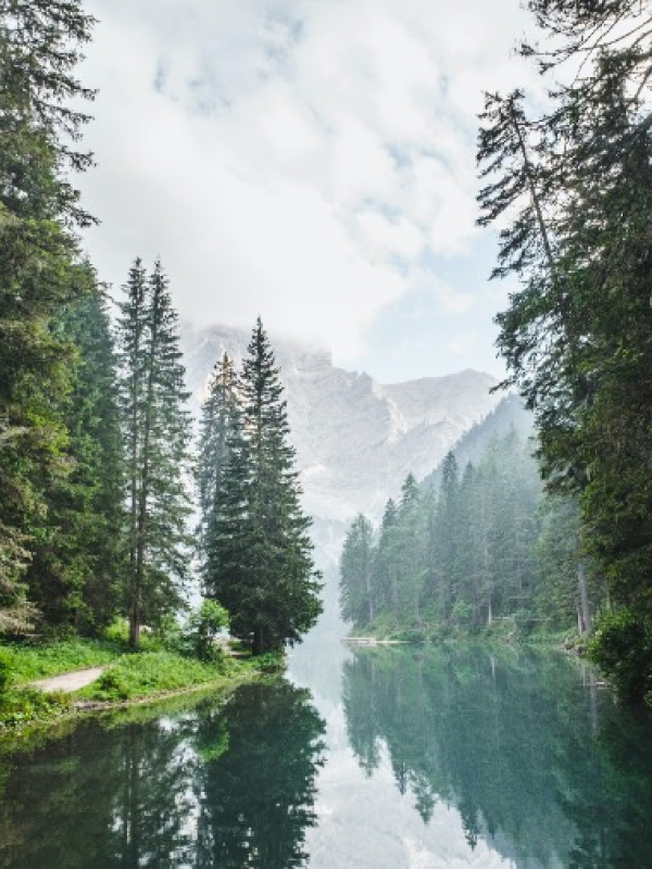 trees-rivers-02.jpg
